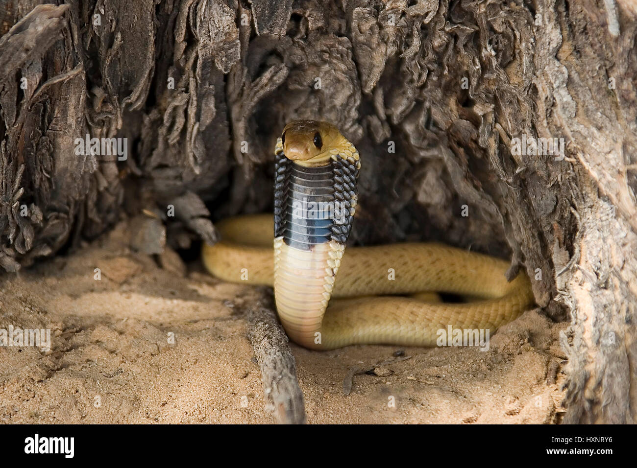 Cape cobra, cape Cobra - Well, nivea , Kapkobra | Cape Cobra - Naja nivea   Junge Kapkobra in Abwehrstellung  Kalahari Gemsbock NP, Suedafrika Stock Photo