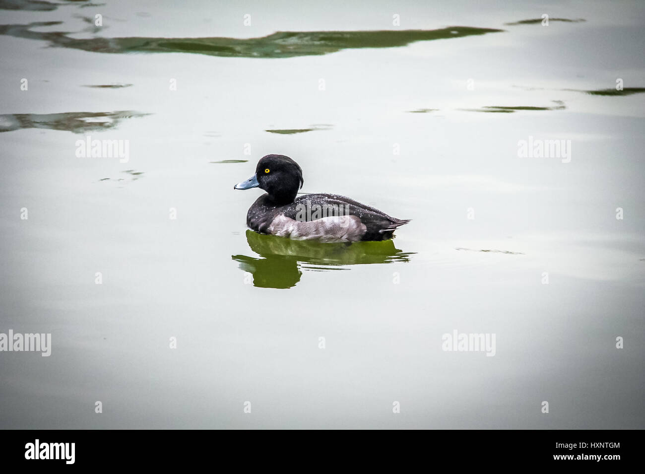 Tufted Duck Tokyo Japan Stock Photo Alamy Tufted Duck Tokyo Japan Stock Photo Alamy