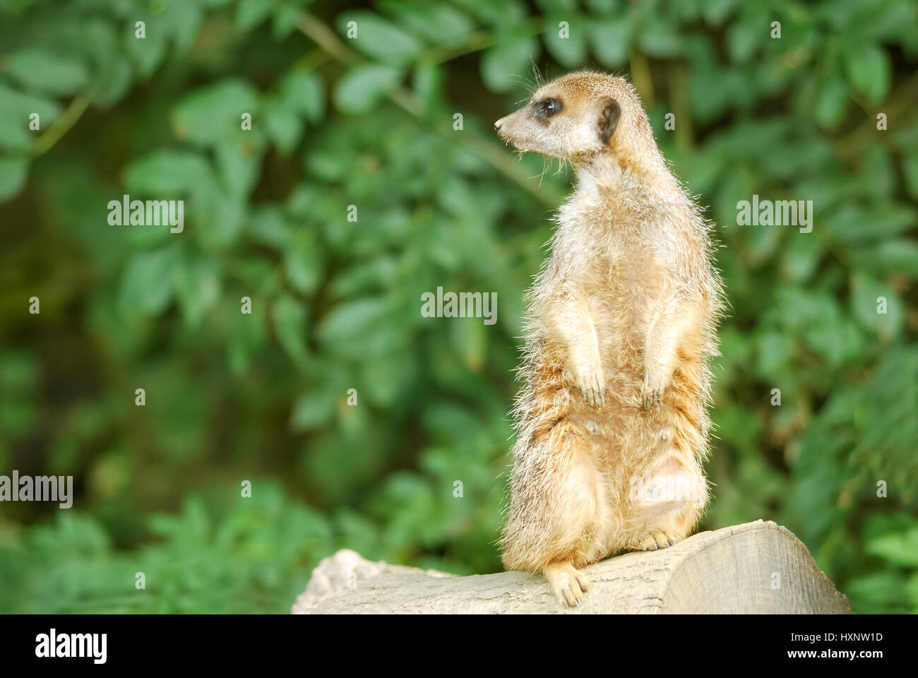 female meerkat in alertness posture Stock Photo - Alamy
