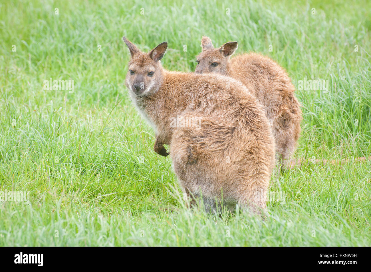 two young wallabies in a grassland environment Stock Photo