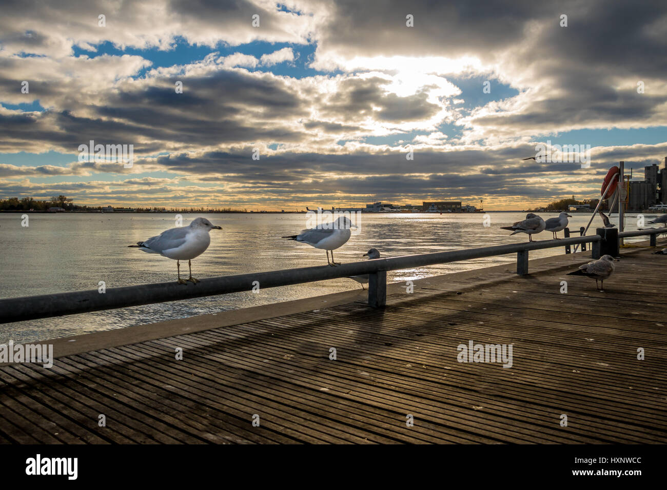 Seagulls on Harbourfront - Toronto, Ontario, Canada Stock Photo