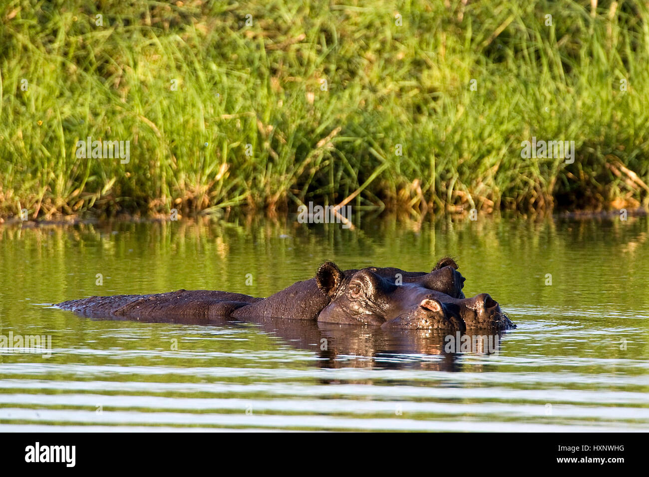Hippopotamus, Hippopotamus amphibius - Hippopotamus , Flusspferd | Hippopotamus amphibius - Hippopotamus   schwimmend  Mahango NP, Caprivi, Namibia Stock Photo