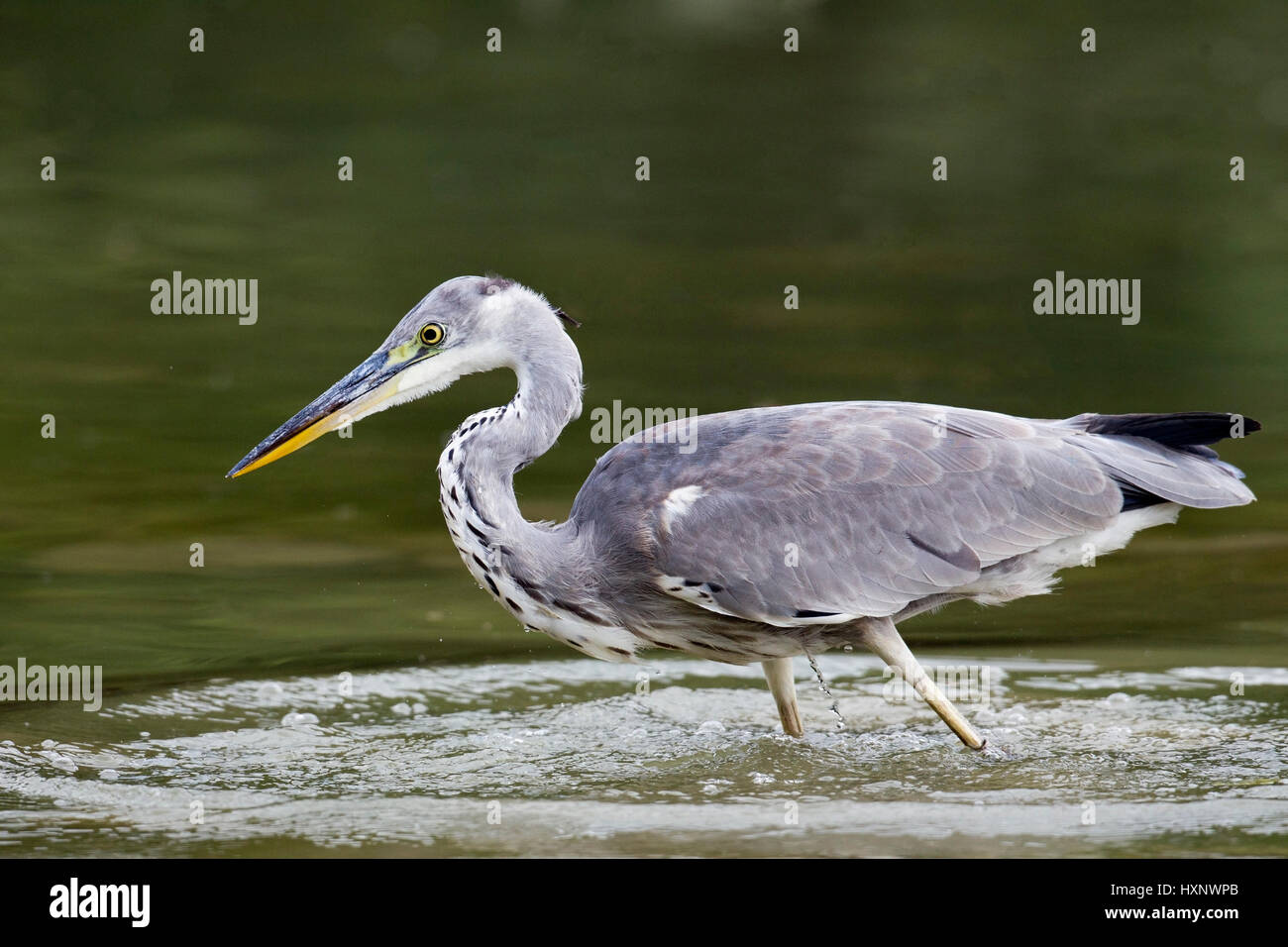Grey heron on food search, Graureiher auf Nahrungssuche Stock Photo