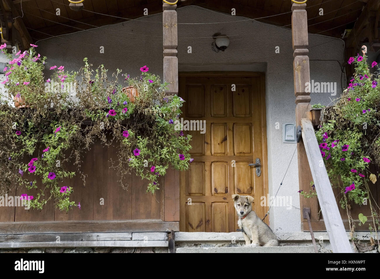 Young dog guards a house in the place Krutyn. Poland Masuria, Junger Hund bewacht ein Haus in der Ortschaft Krutyn.Polen Masuren Stock Photo