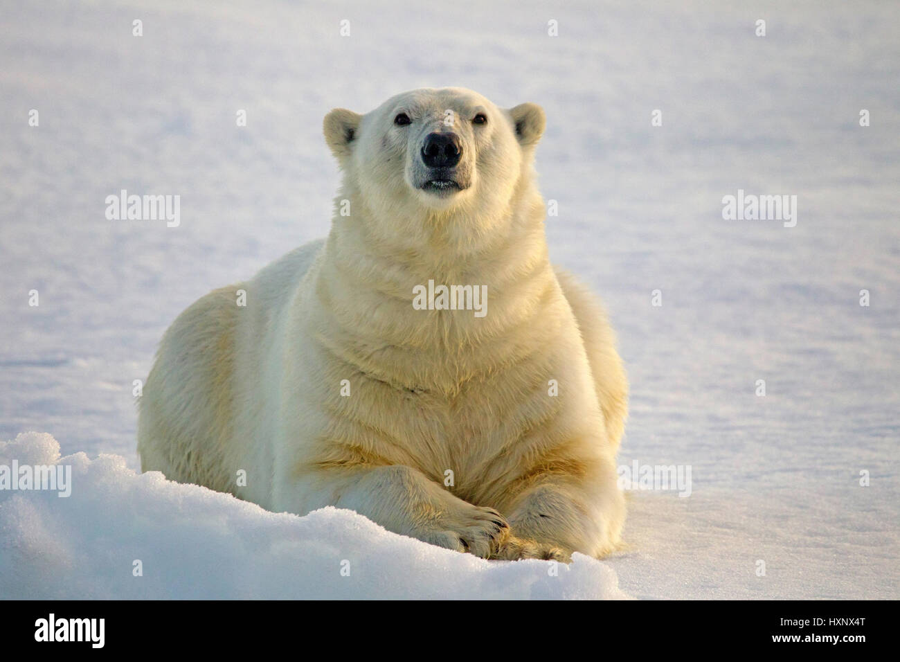 Polar bear, Eisbär Stock Photo