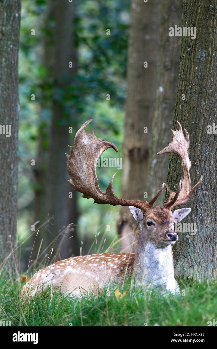 Fallow buck's portrait , Damhirsch-Portrait   Dänemark Stock Photo