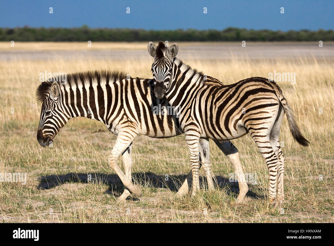 Tiere In Der Steppe High Resolution Stock Photography and Images - Alamy