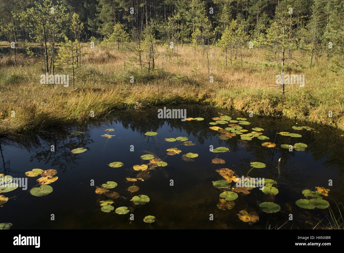 Teichrosen hires stock photography and images Alamy