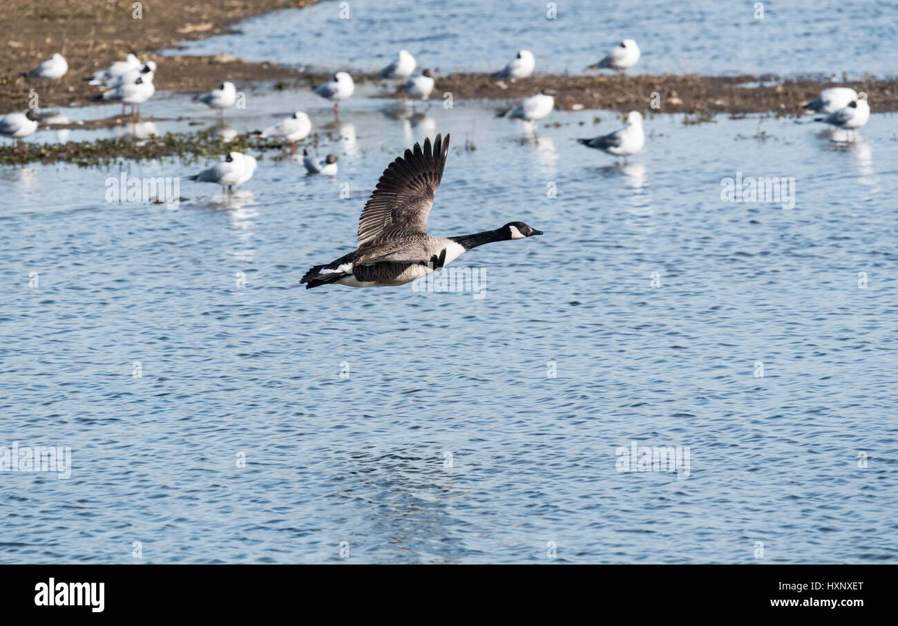 A Canadian Goose (Branta canadensis) flying low over water Stock Photo