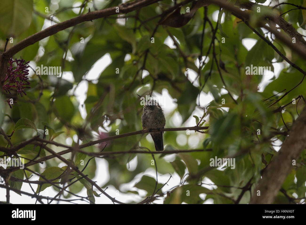 A Magnificient Hummingbird (Eugenes fulgens) perched on a tree in San Cristobel, Chiapas, Mexico Stock Photo