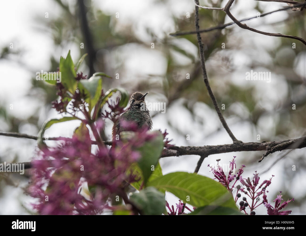 A White-Eared Hummingbird (Basilinna leucotis) perched in a tree in San Cristobel, Chiapas, Mexico Stock Photo