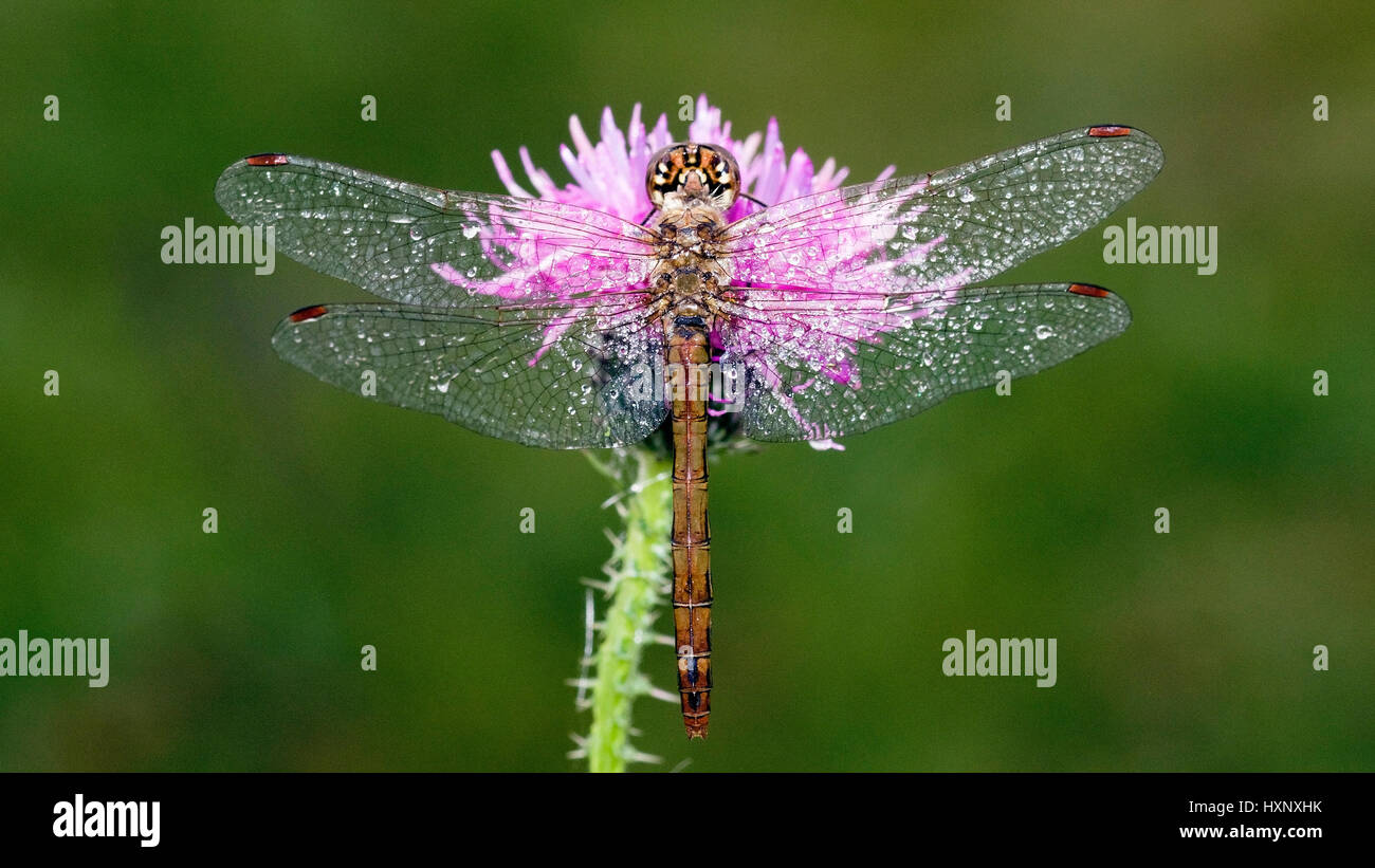 4 spot dragonfly with dewdrop in the morning., Vierflecklibelle mit Tautropfen am Morgen. Stock Photo