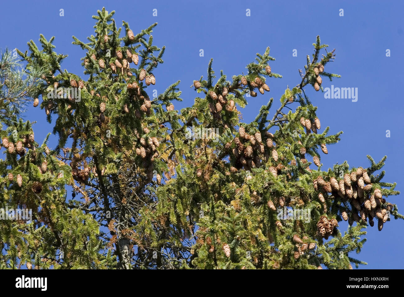 Fir cones hang on spruce. Masuria Poland, Fichtenzapfen hängen auf Fichte.Masuren Polen Stock Photo