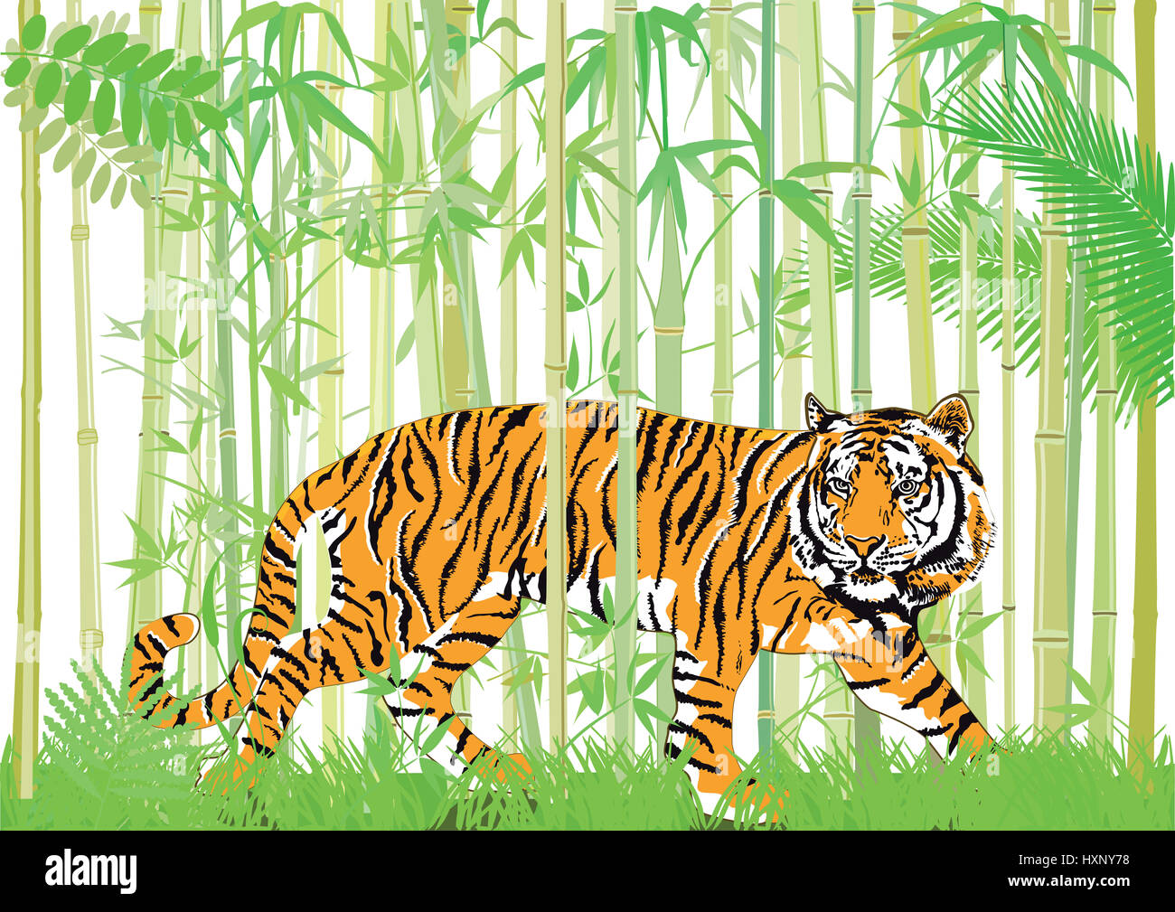 Tiger in the bamboo jungle Stock Photo