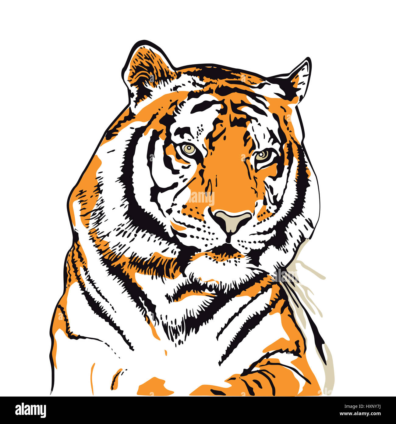 Tiger head illustration isolated on white Stock Photo
