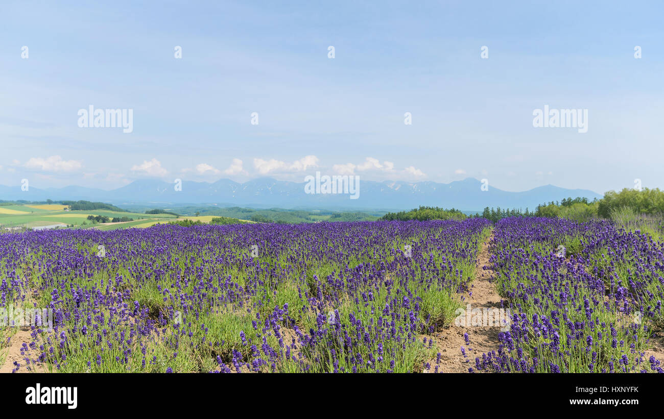 Lavender field and mountain in summer at biei hokkaido japan Stock Photo