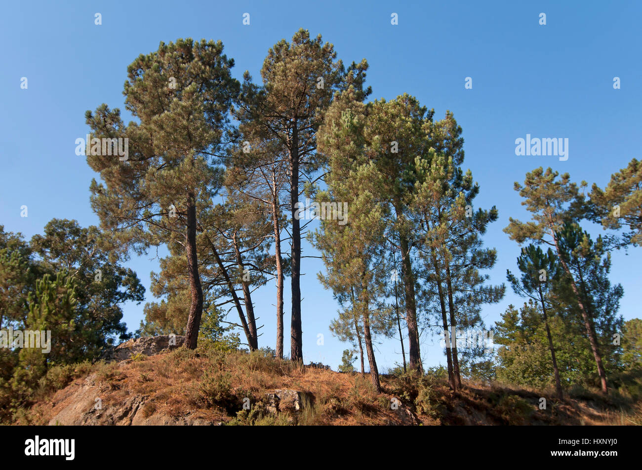 Pines, Santa Maria de Castromao - Celanova, Ourense province, Region of Galicia, Spain, Europe Stock Photo