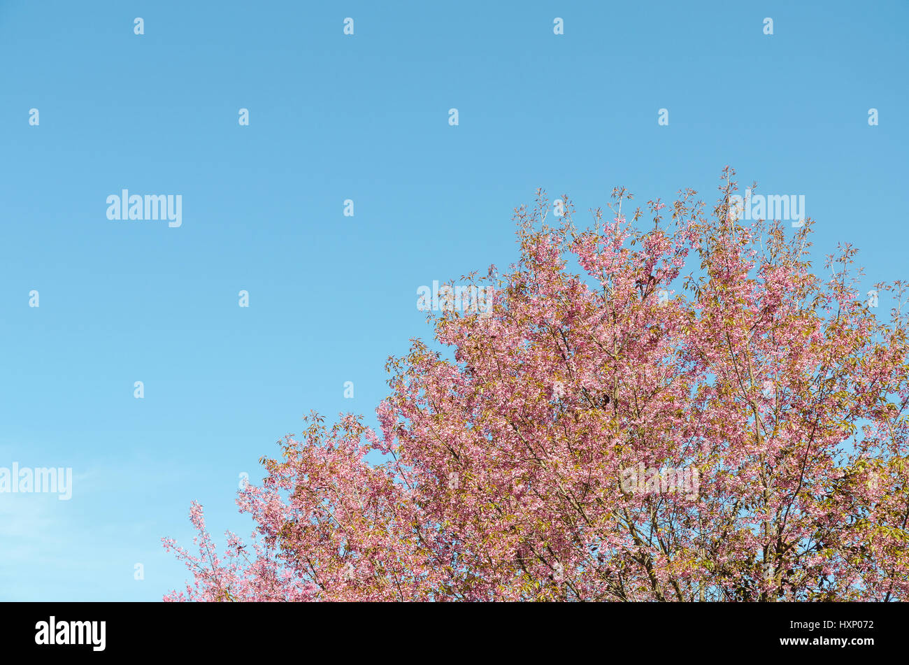 Pink japanese sakura cherry blossom and blue sky Stock Photo - Alamy