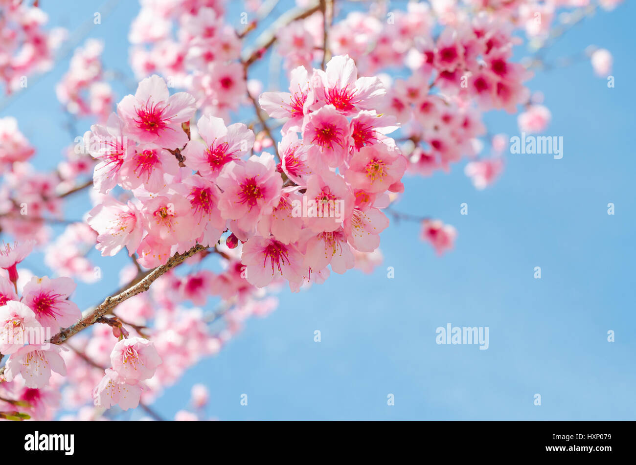 Pink japanese sakura cherry blossom and blue sky Stock Photo - Alamy