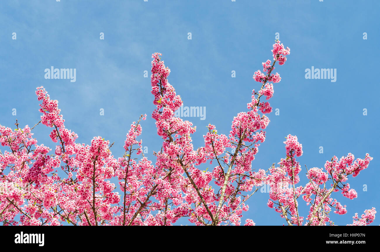 Close up japanese sakura cherry blossom and blue sky Stock Photo - Alamy