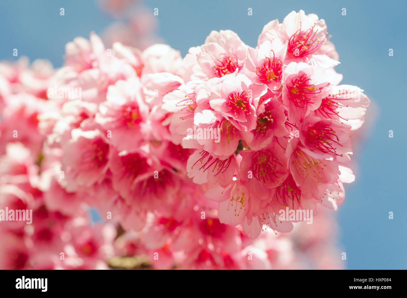 Close up japanese sakura cherry blossom and blue sky Stock Photo - Alamy