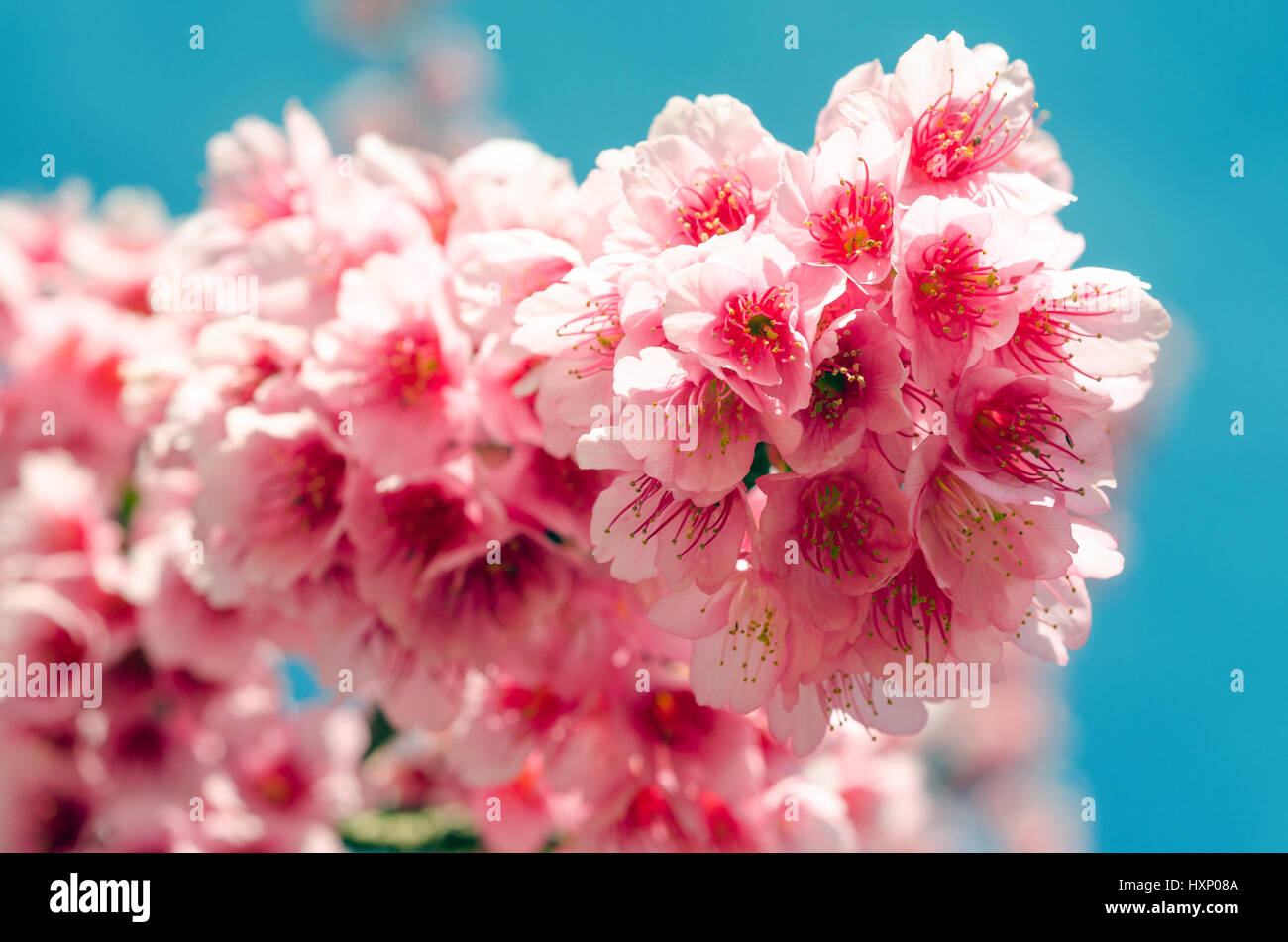 Close up japanese sakura cherry blossom and blue sky Stock Photo - Alamy