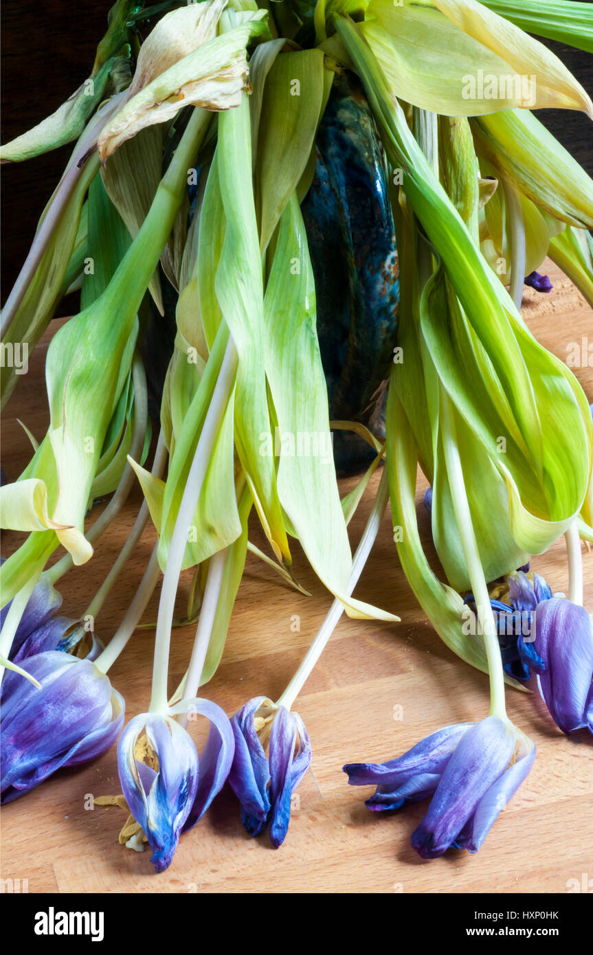 A vase of dead and wilted blue tulips. Stock Photo