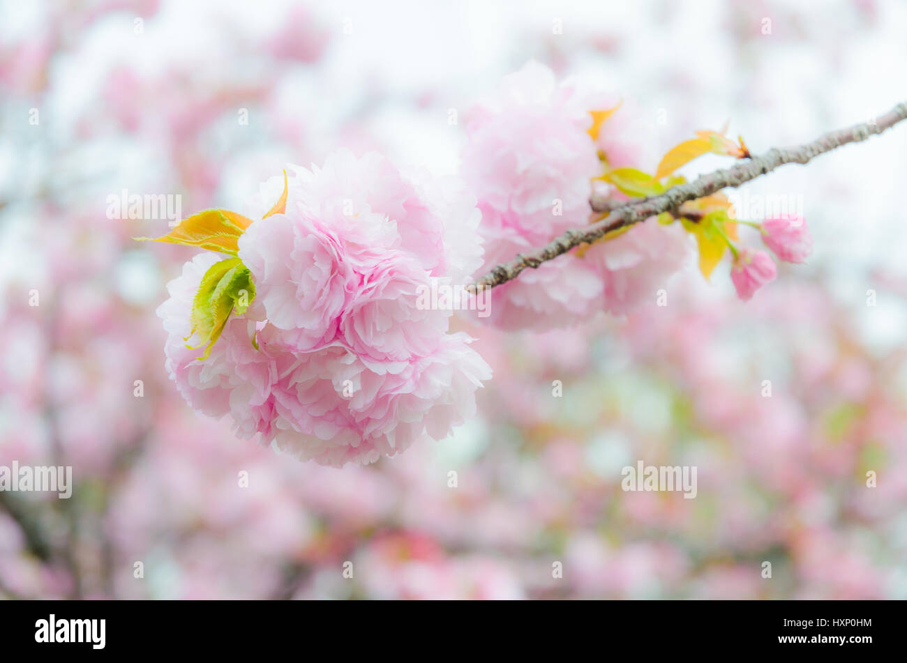 Close up japanese sakura cherry blossom Stock Photo - Alamy