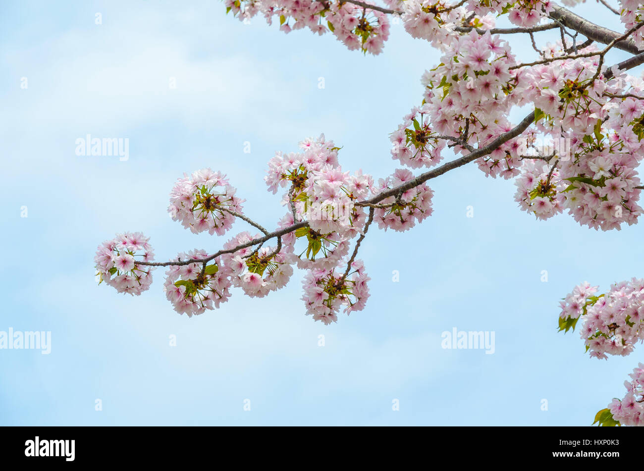 Close up japanese sakura cherry blossom Stock Photo - Alamy