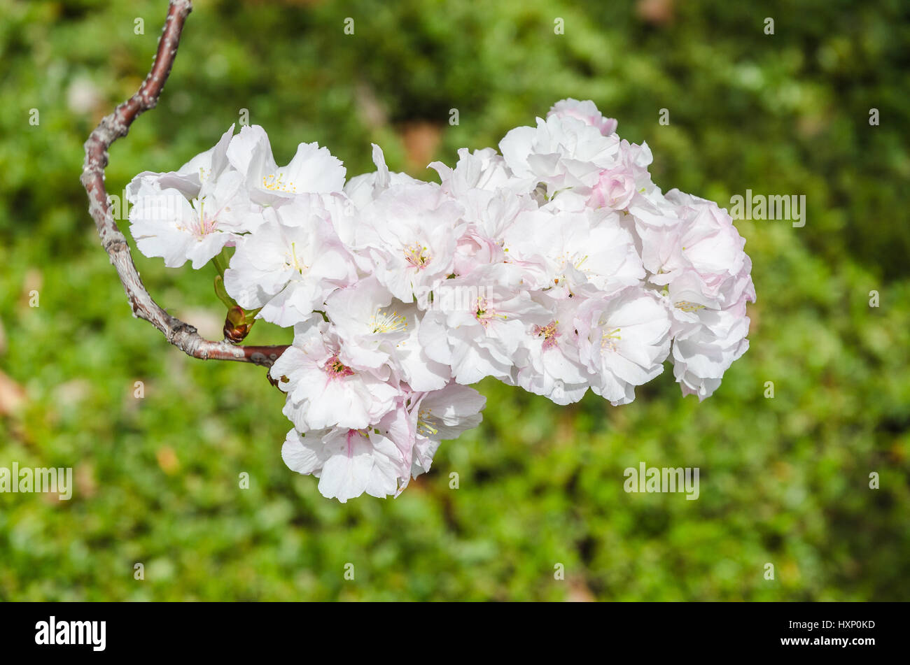 Close up japanese sakura cherry blossom Stock Photo - Alamy
