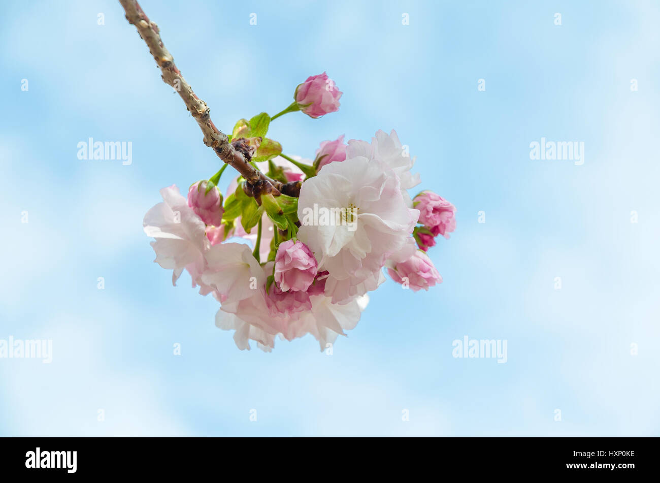 Sakura cherry blossom and blue sky Stock Photo - Alamy