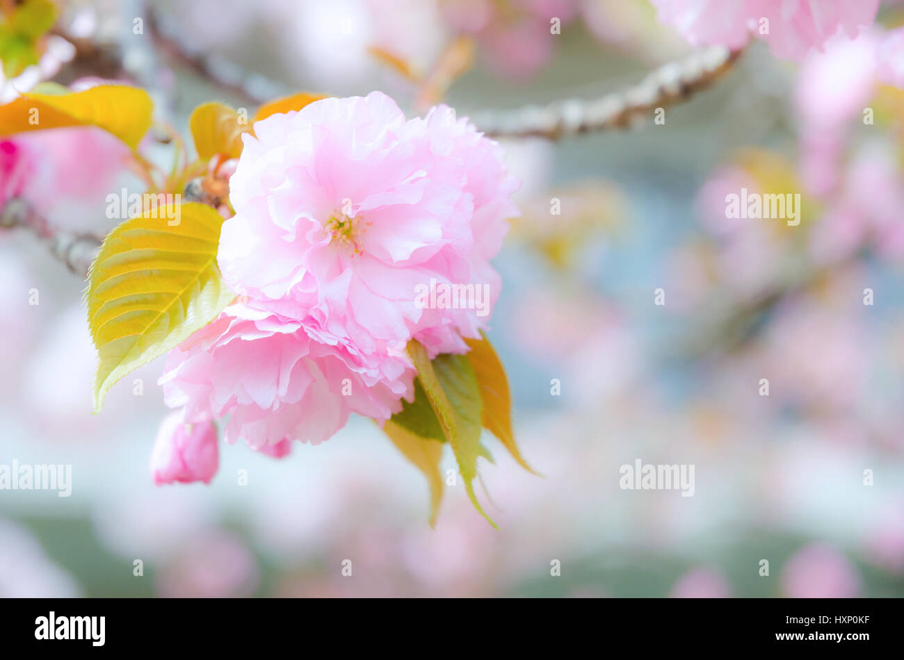Sakura cherry blossom and blue sky Stock Photo - Alamy