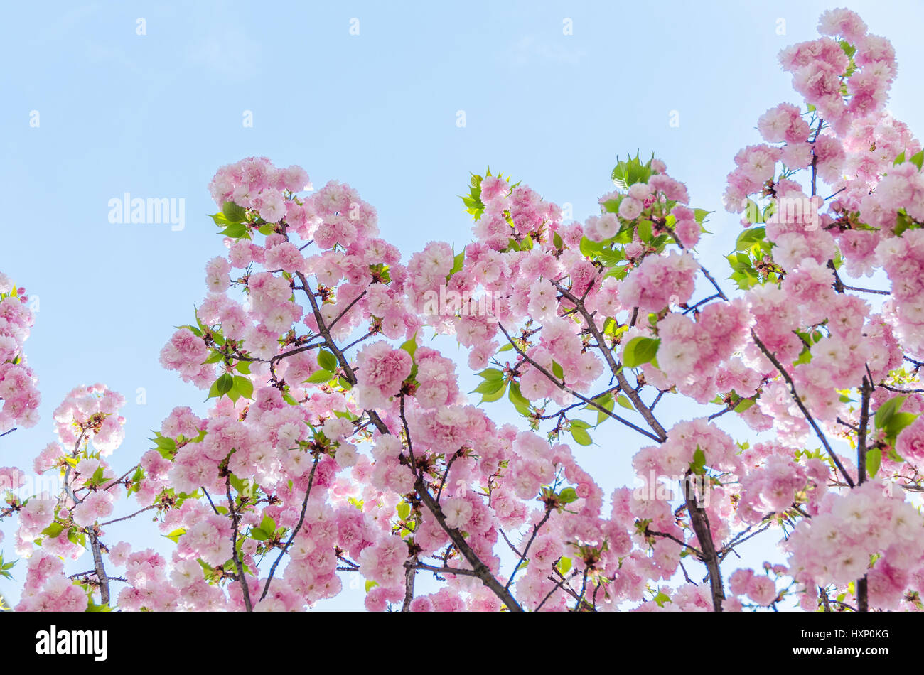 Sakura cherry blossom and blue sky Stock Photo - Alamy