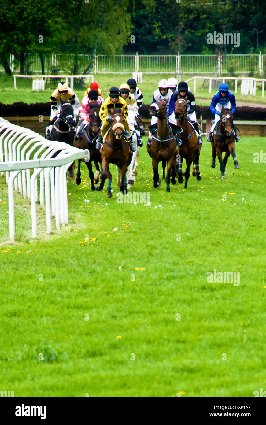 final sprint of a steeplechase horse race Stock Photo