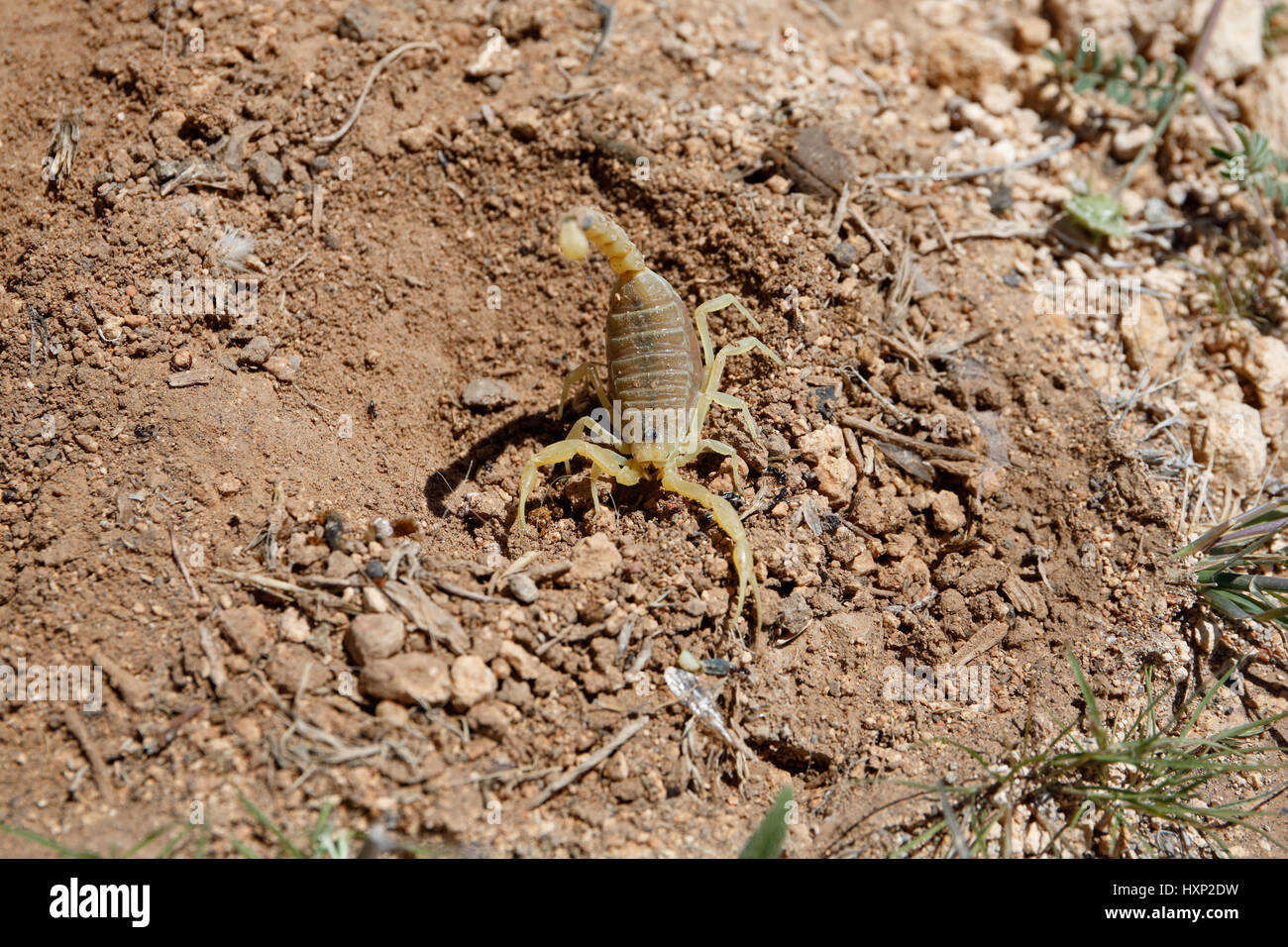 Deathstalker scorpion in desert habitat in Jordan Stock Photo Alamy
