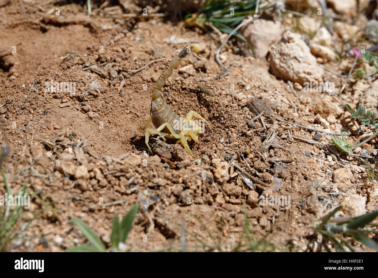 Deathstalker scorpion in desert habitat in Jordan Stock Photo Alamy