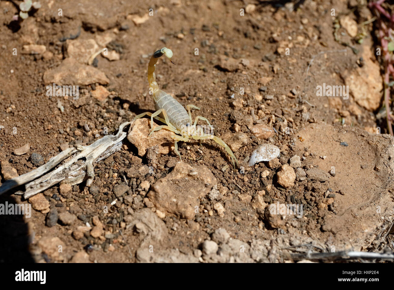 Deathstalker scorpion in desert habitat in Jordan Stock Photo Alamy