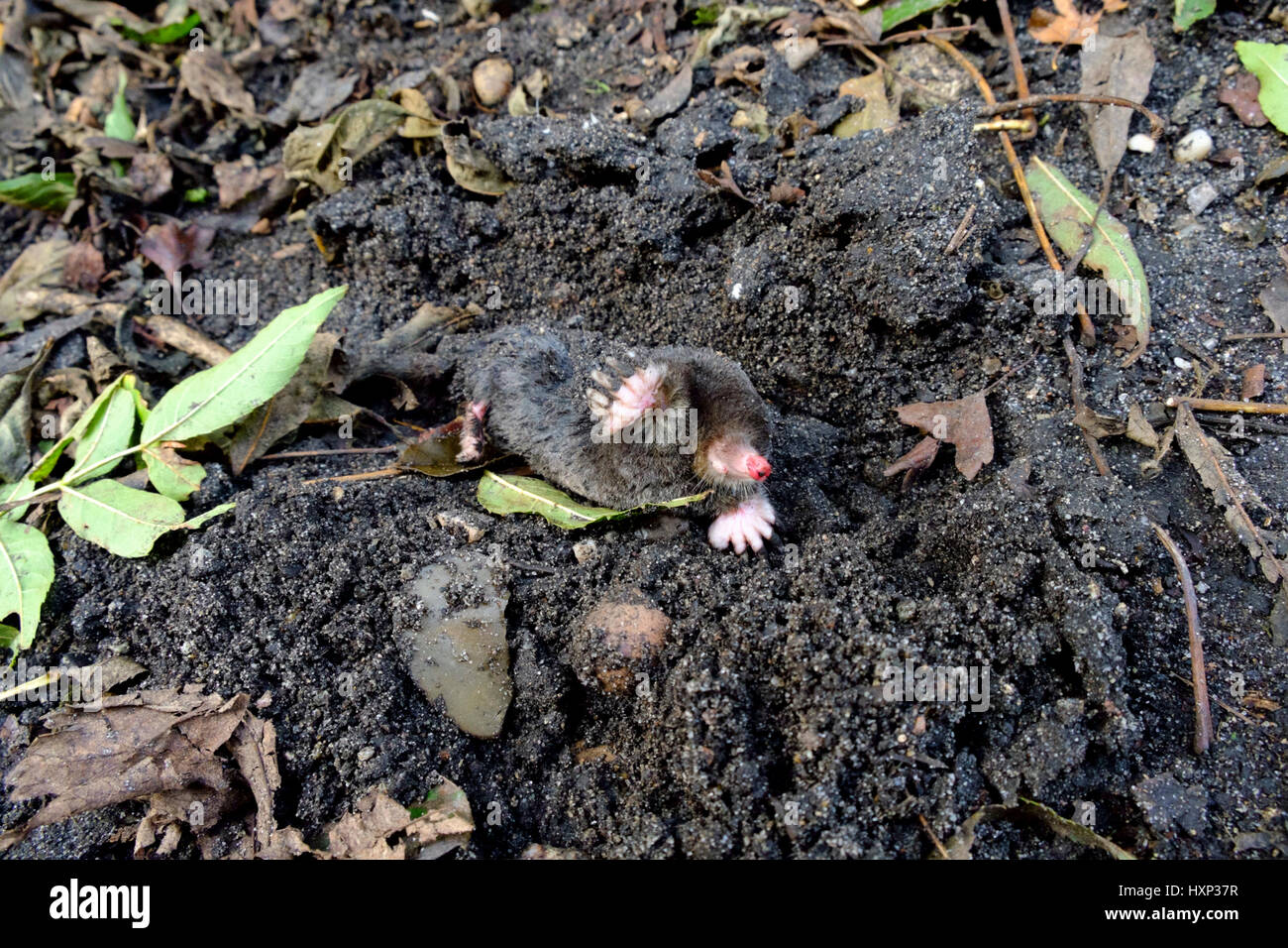 A mole on the surface in the English countryside Stock Photo