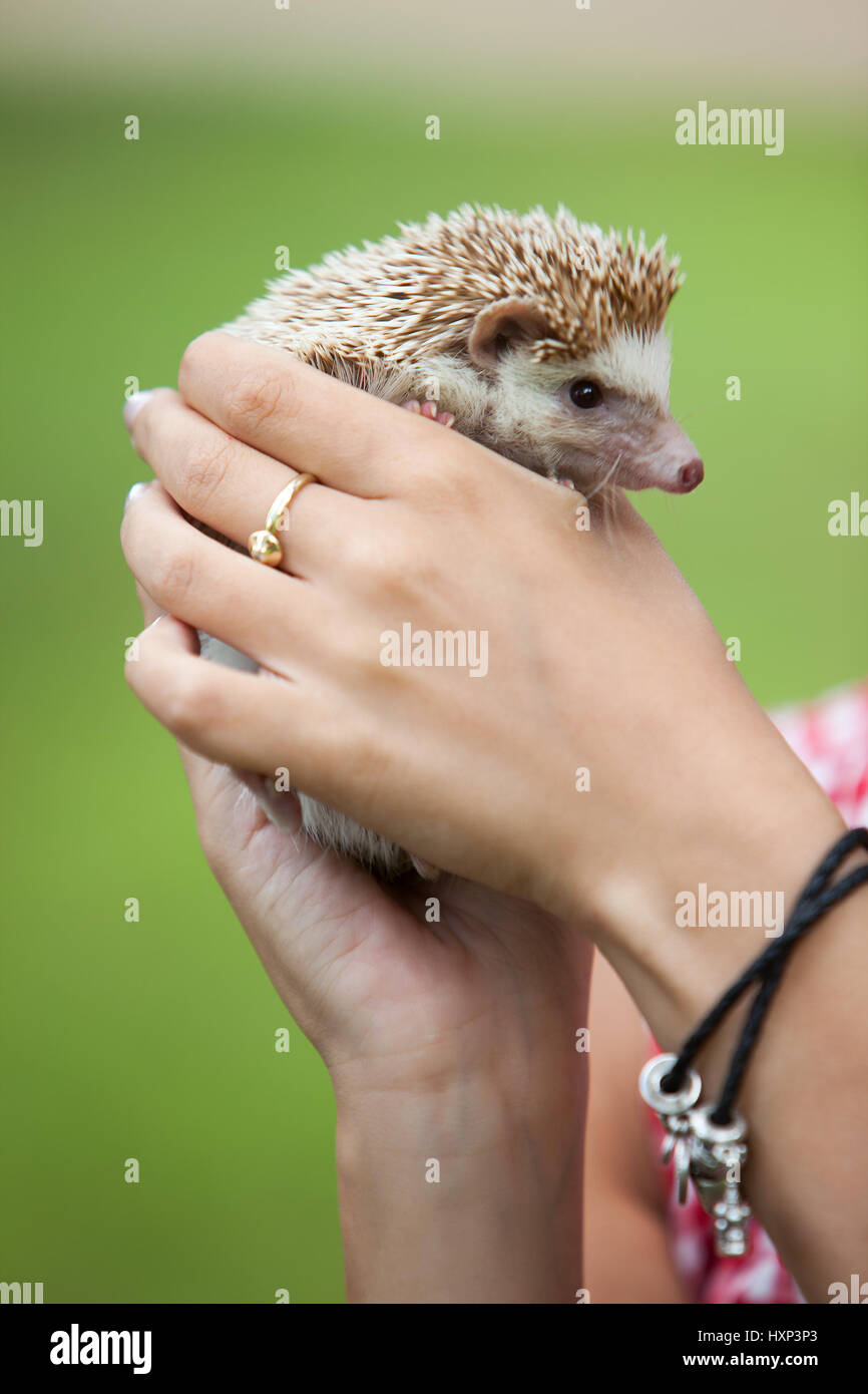 A cute little hedgehog in the hands of a man- African white- bellied Stock Photo