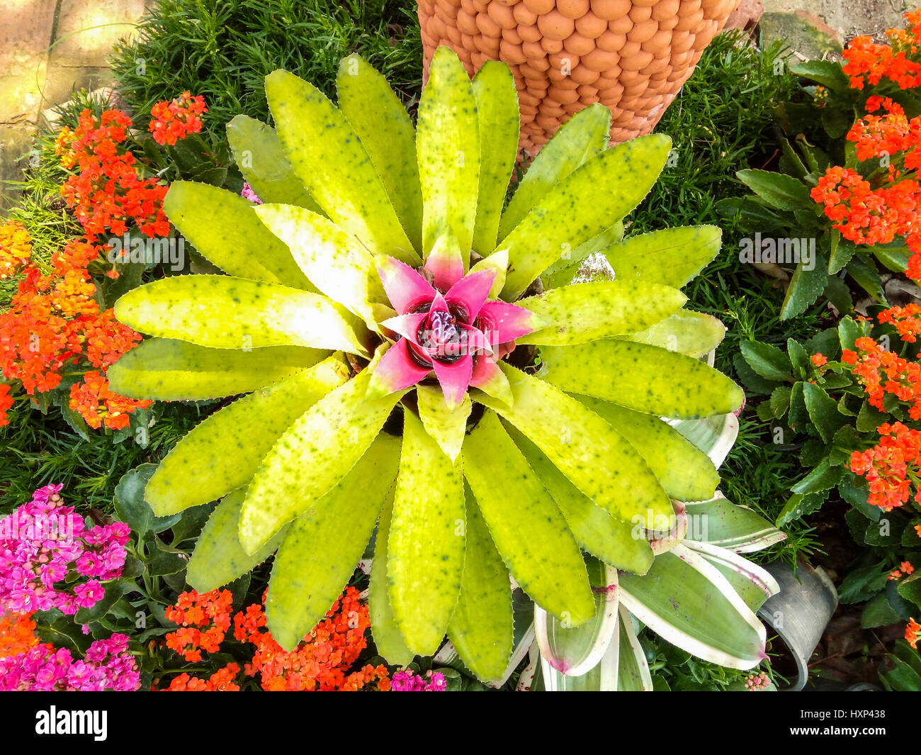 Closeup to Beautiful Bromeliad/ Livingvase/ Urn Plant/ Aechmea Fasciata/ BROMELIACEAE Stock Photo