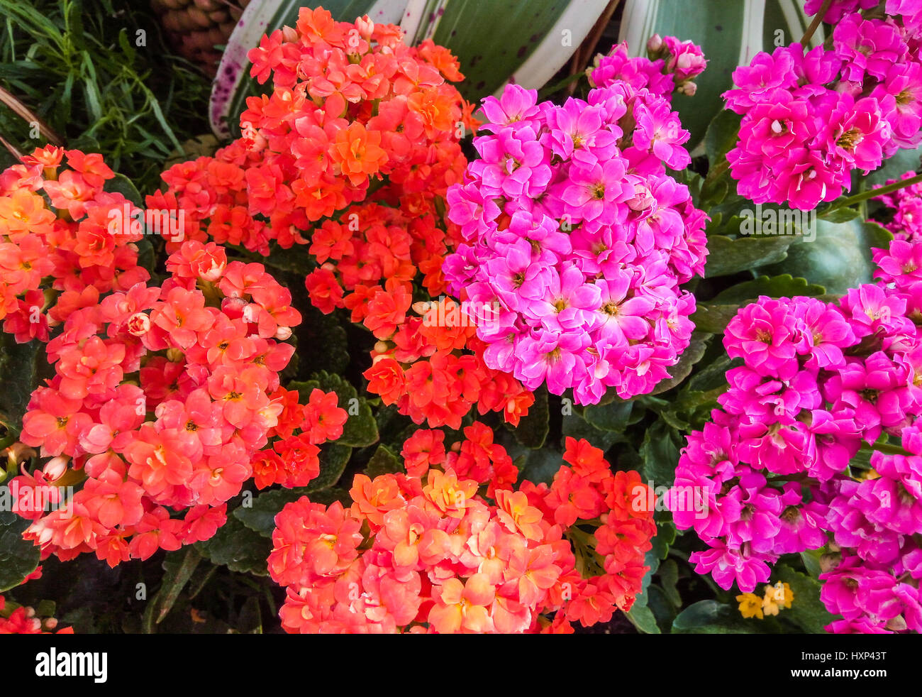 Closeup to Red and Shocking Pink Flaming Katy/ Kalanchoe/ Blossfeldiana/ Poelln. and Hybrids/ Crassulaceae Stock Photo