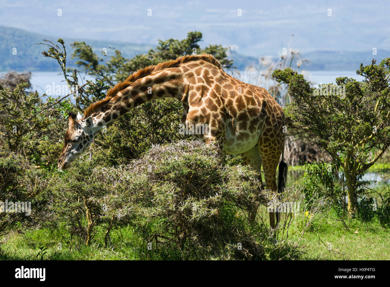 Rothschild's giraffe (Giraffa camelopardalis rothschildi) Grazing, Crescent Island, Kenya Stock Photo