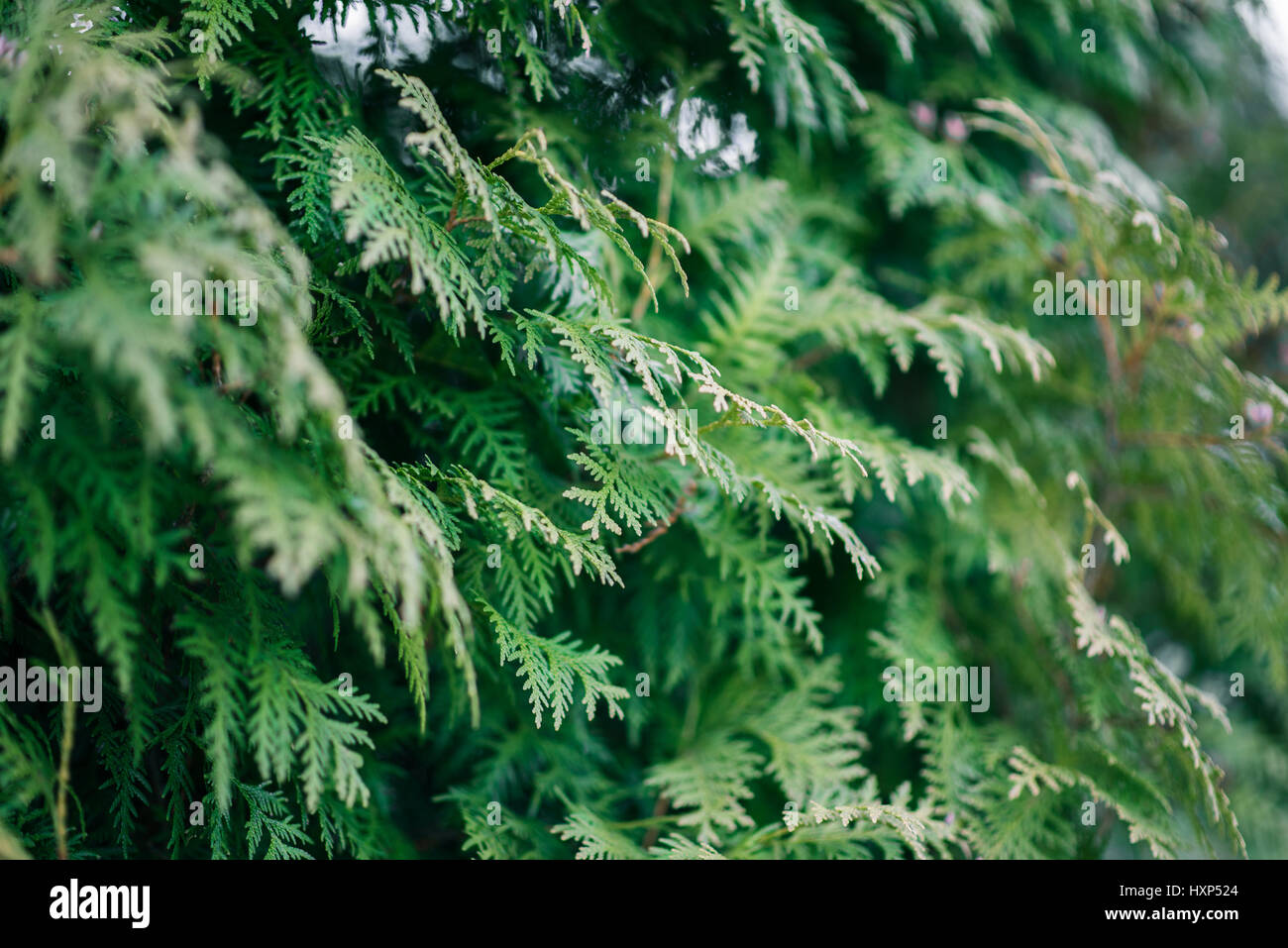 Green Cypress Branches Close up Soft Focus Background Stock Photo Alamy