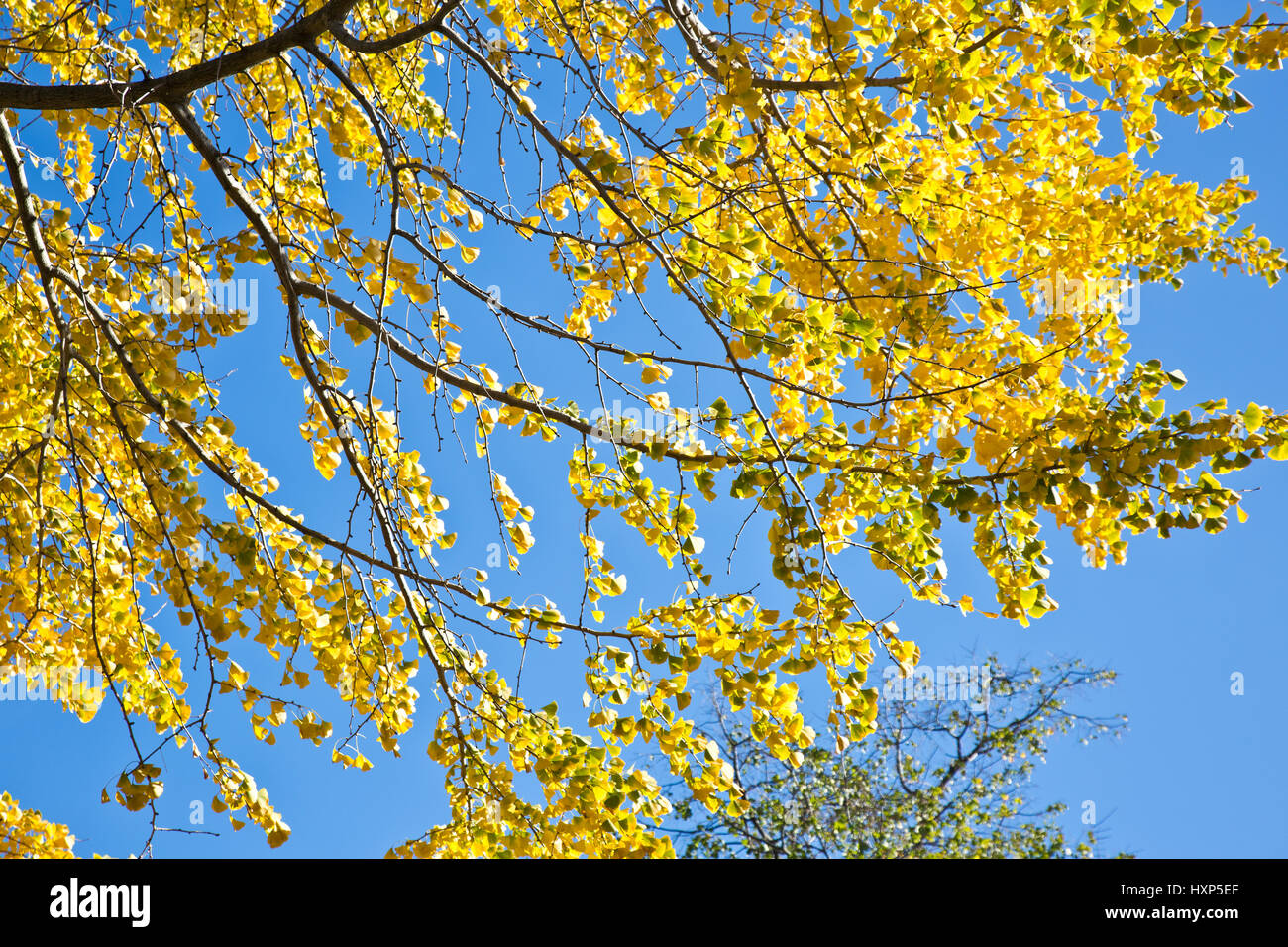 Autumnal foliage of Ginkgo biloba native to China Stock Photo Alamy