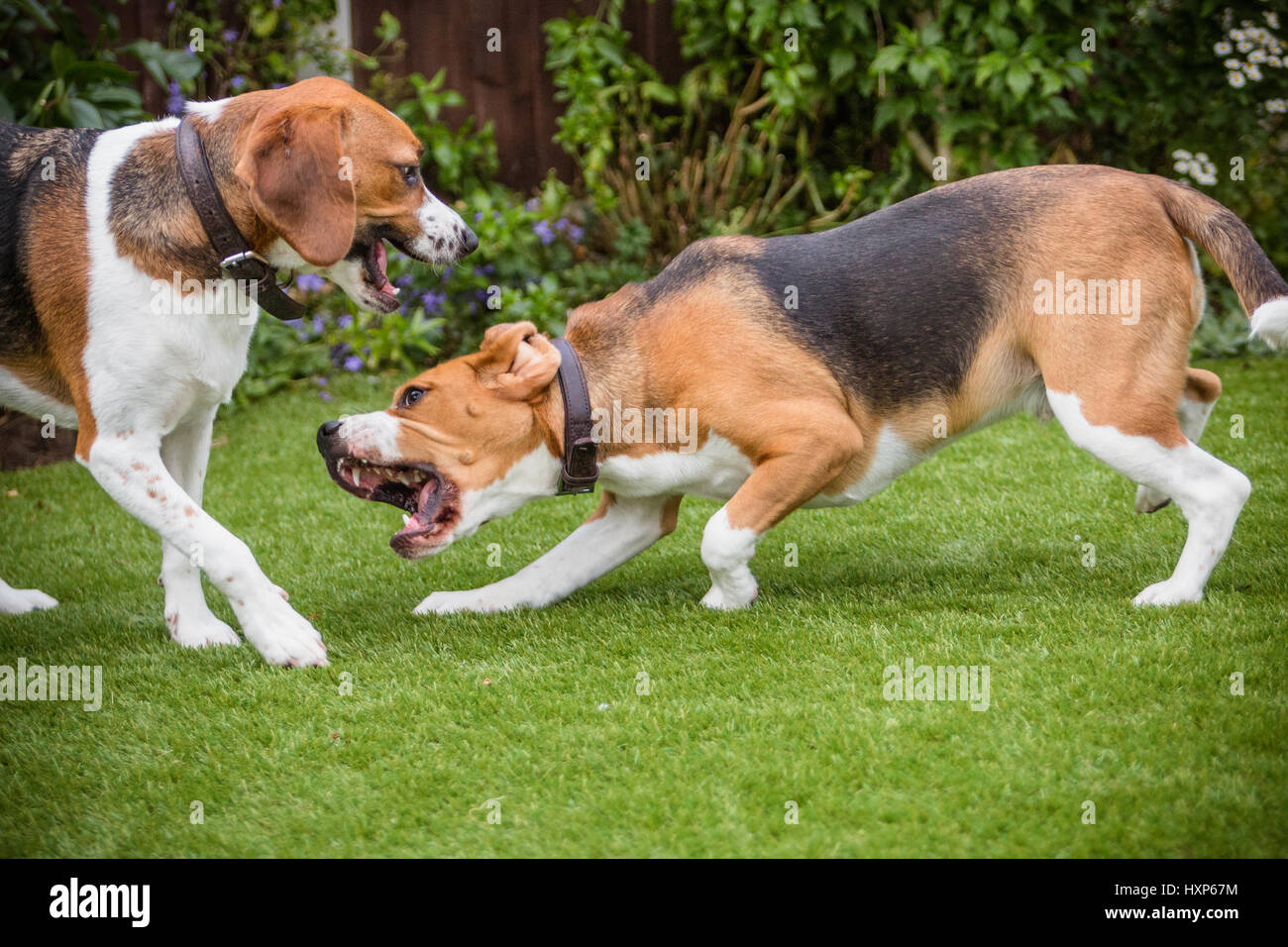 2 dogs having fun play fighting Stock Photo Alamy