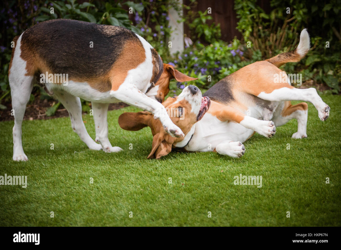 2 dogs having fun play fighting Stock Photo Alamy