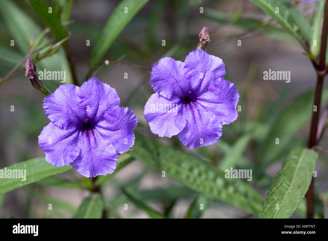 Ruella simplex (Britton's wild petunia, Mexican petunia, Mexican bluebell) is a species of flowering plant in the  Acanthaceae family Stock Photo