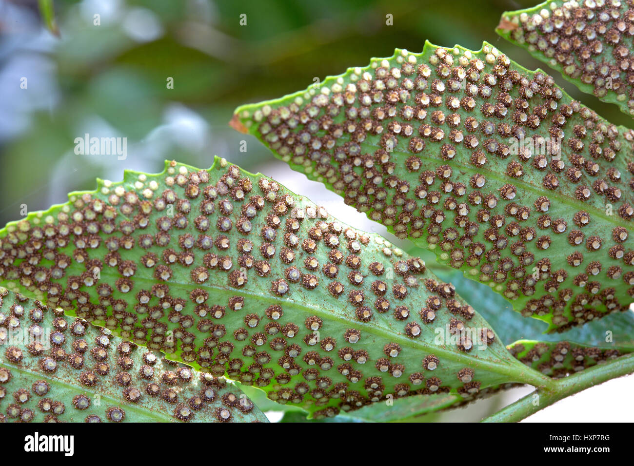 Spores on the lower face of Cyrtomium falcatum leaves Stock Photo