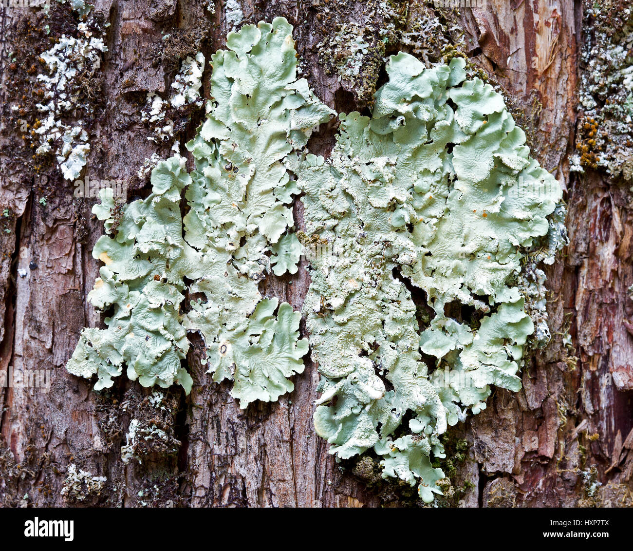 Foliose lichen belonging to Parmelia genus on coniferous bark Stock Photo