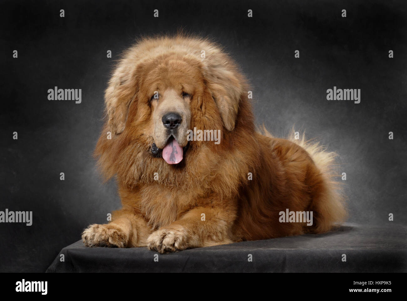 Tibetan Mastiff Stock Photo